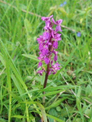 photo of Early Purple Orchid