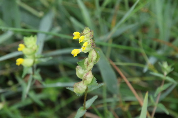 photo of Yellow Rattle