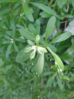photo of Cleavers