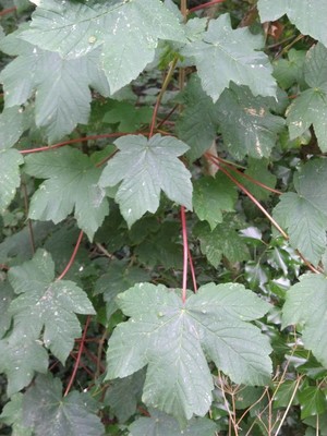 photo of Sycamore