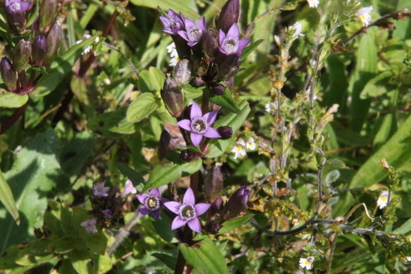 photo of Chiltern Gentian