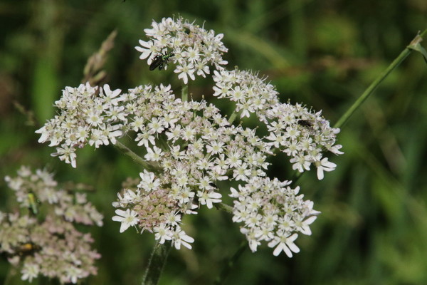 photo of Hogweed