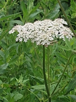 photo of Hogweed