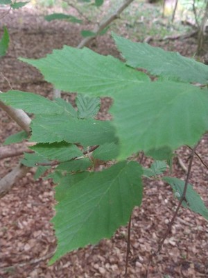 photo of American Beech