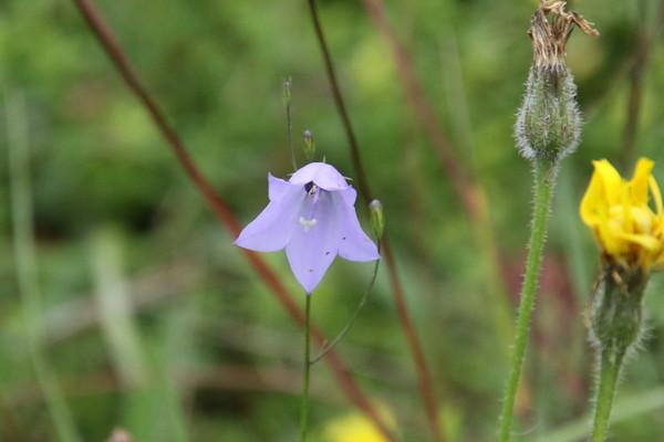 photo of Harebell