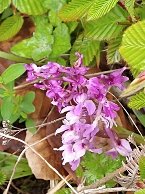photo of Early Purple Orchid
