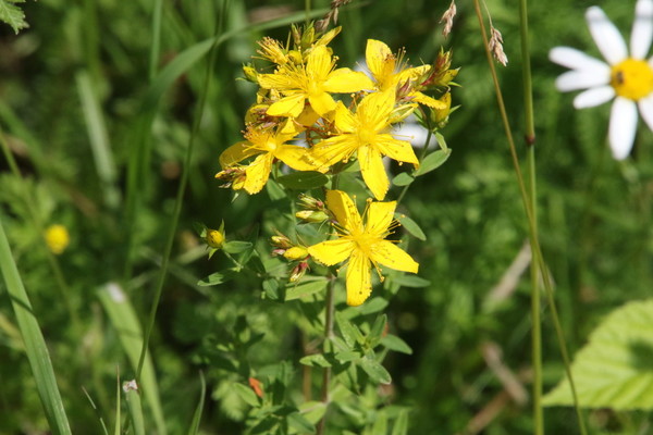 photo of Perforate St. John's Wort