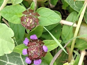 photo of Selfheal