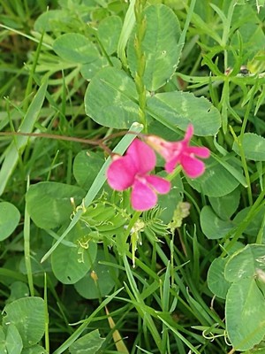 photo of Grass Vetchling