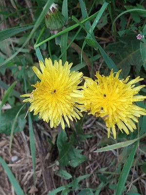 photo of Cut Leaved Dandelion