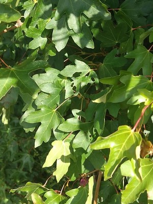 photo of Field Maple
