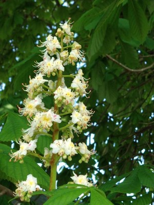 photo of Horse Chestnut