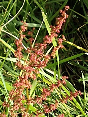 photo of Curled Dock