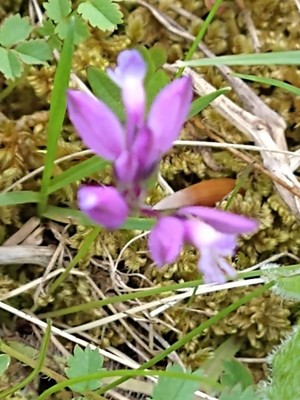 photo of Chalk Milkwort