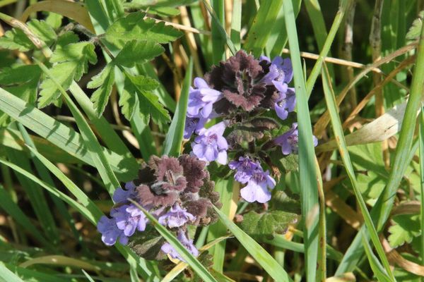 photo of Ground Ivy