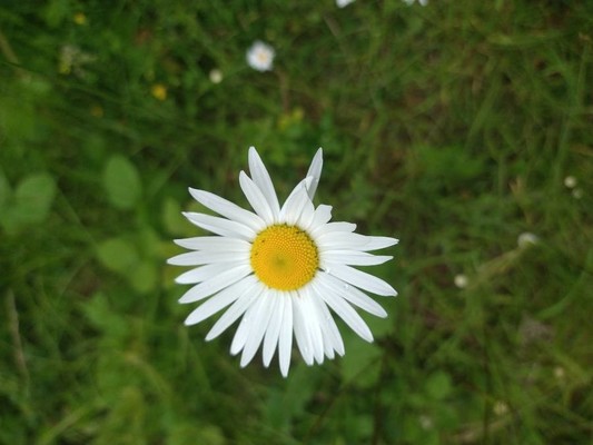 photo of Oxeye Daisy