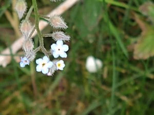 photo of Field Forget Me Not
