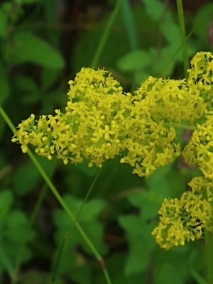 photo of Lady's Bedstraw