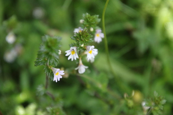 photo of Common Eyebright