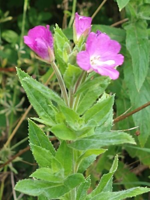 photo of Great Willowherb