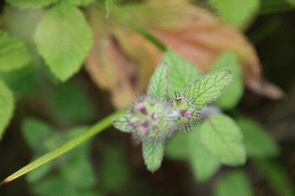 photo of Wild Basil
