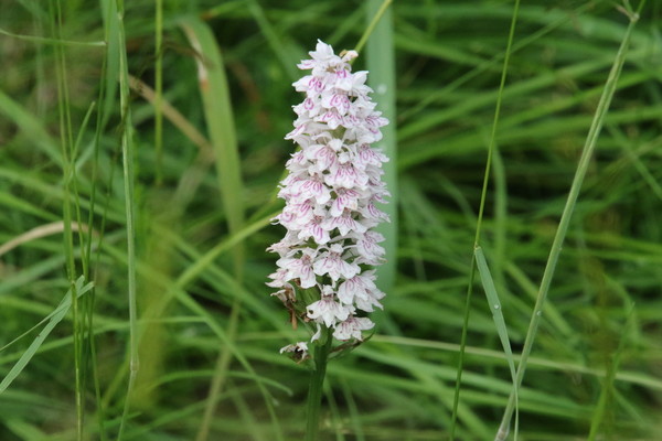 photo of Common Spotted Orchid