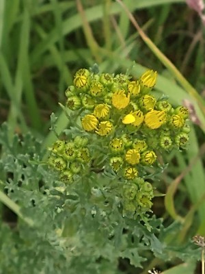 photo of Ragwort