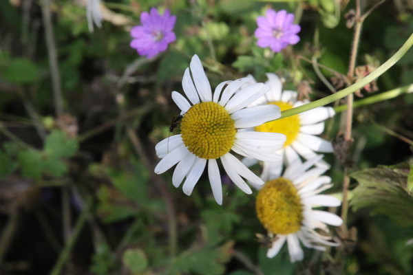 photo of Scentless Mayweed