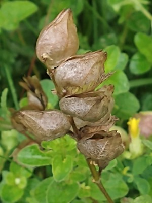 photo of Yellow Rattle