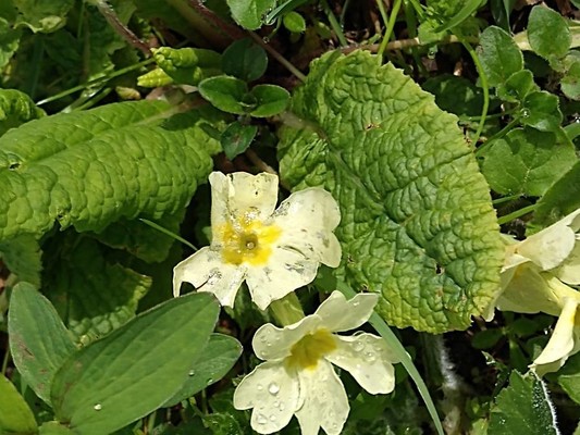 photo of Primrose