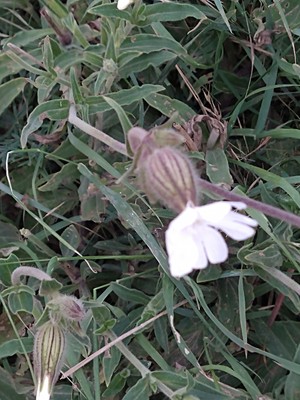 photo of White Campion