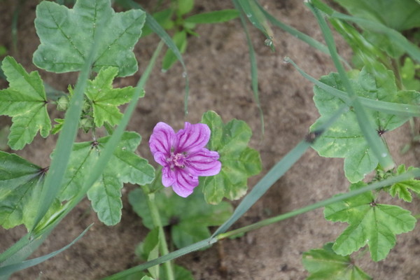 photo of Common Mallow