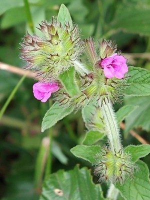 photo of Wild Basil