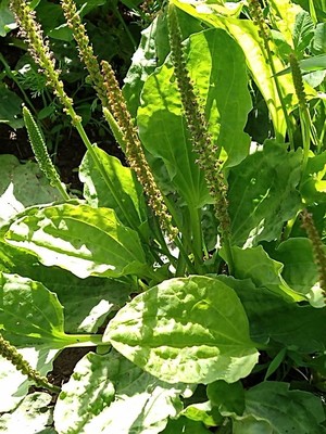 photo of Greater Plantain