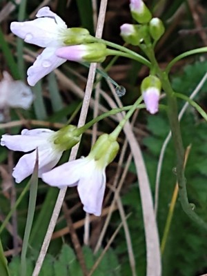 photo of Cuckoo Flower