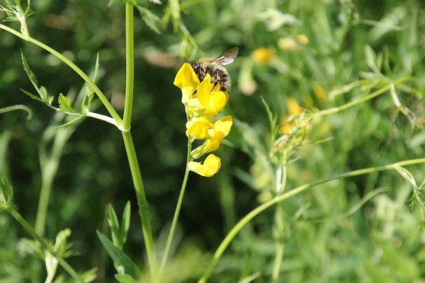 photo of Meadow Vetchling