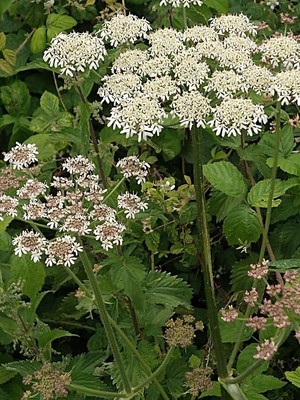 photo of Hogweed