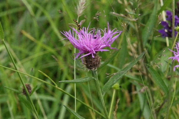 photo of Common Knapweed