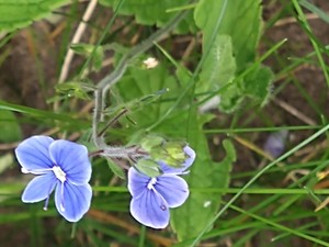 photo of Germander Speedwell