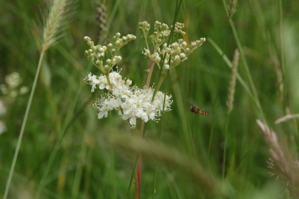 photo of Meadowsweet