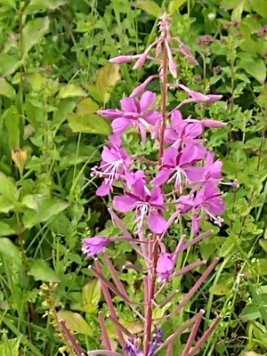 photo of Rosebay Willowherb