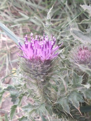 photo of Pyrenean Thistle