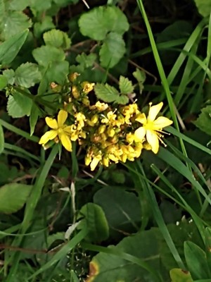 photo of Hairy St John's Wort