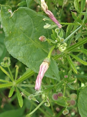 photo of Field Bindweed