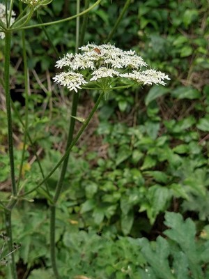 photo of Hogweed