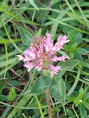 photo of Red Clover