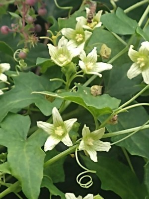 photo of White Bryony