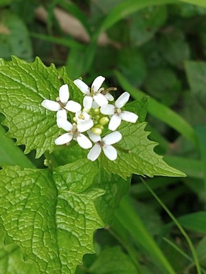 photo of Garlic Mustard