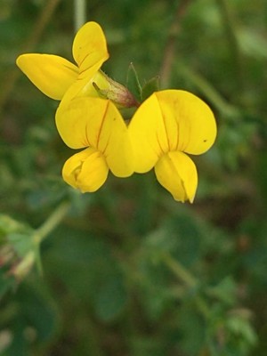 photo of Bird's Foot Trefoil