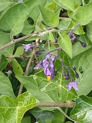 photo of Bittersweet